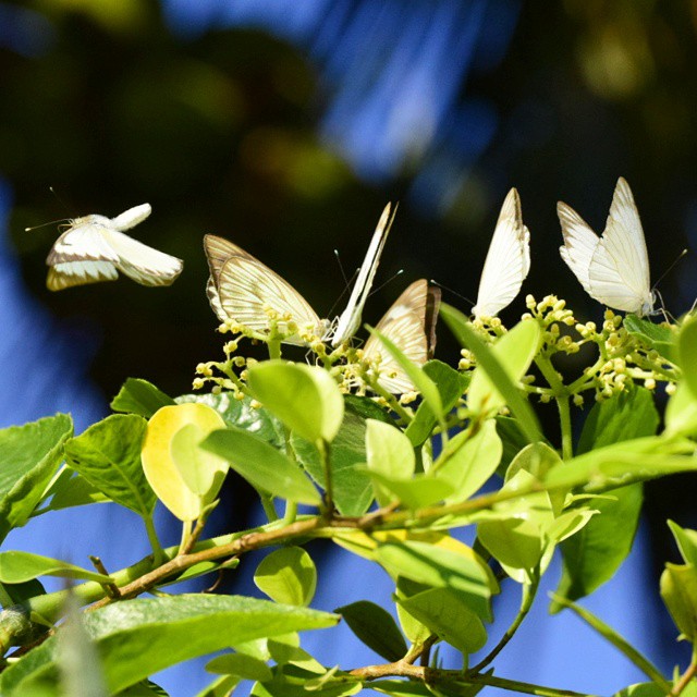 11191193_1445819199045556_1242684001_n