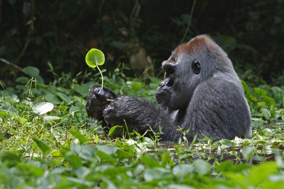IMAGE IS FOR YOUR ONE-TIME EXCLUSIVE USE ONLY AS A TIE-IN WITH THE NATIONAL GEOGRAPHIC BOOK "SIMPLY BEAUTIFUL." NO SALES, NO TRANSFERS. DEMOCRATIC REPUBLIC OF THE CONGO A silverback gorilla soaks in a swamp while munching on water plants.  (p. 238-239, Ian Nichols)